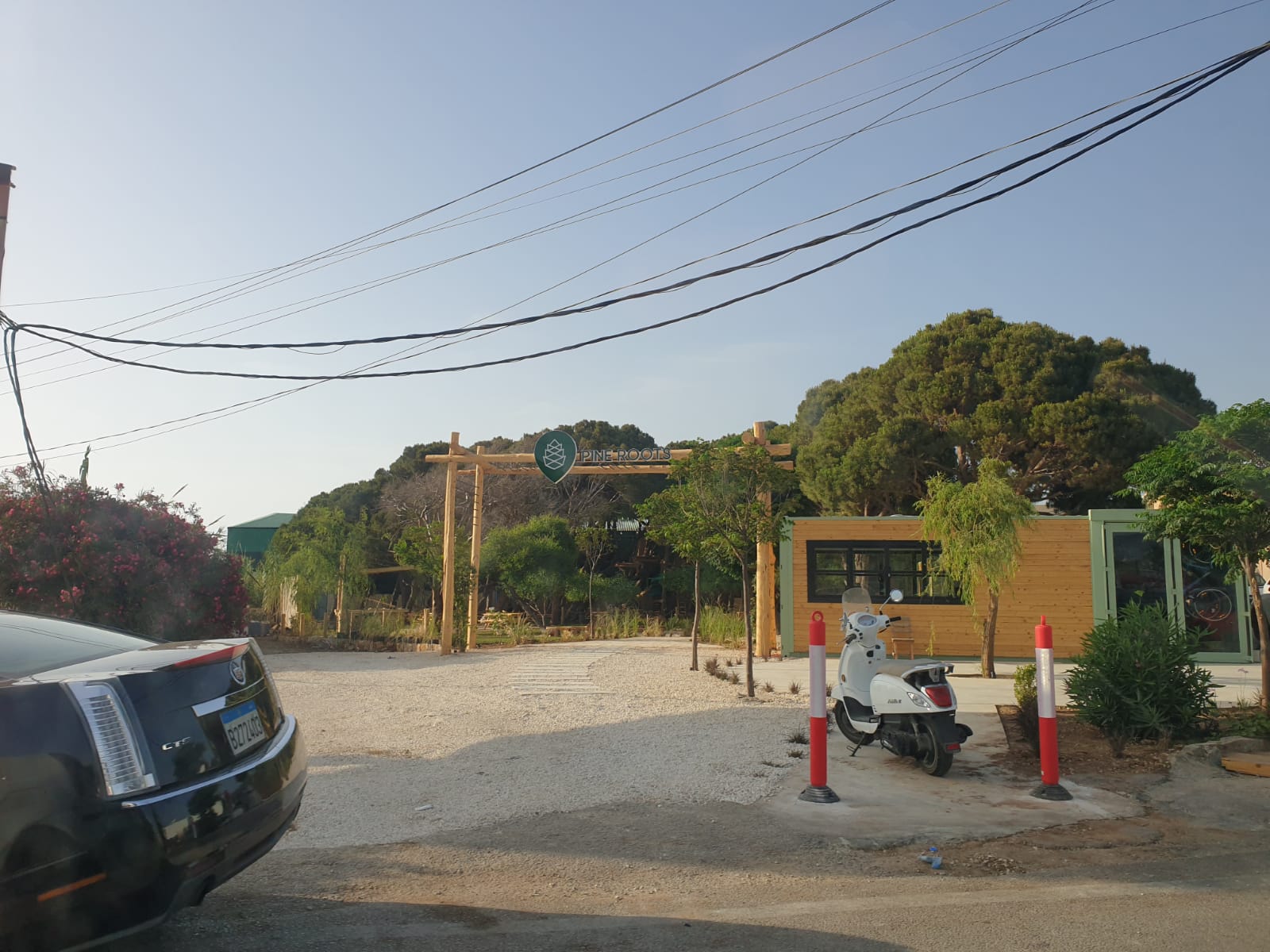 Pine Roots › Go Batroun