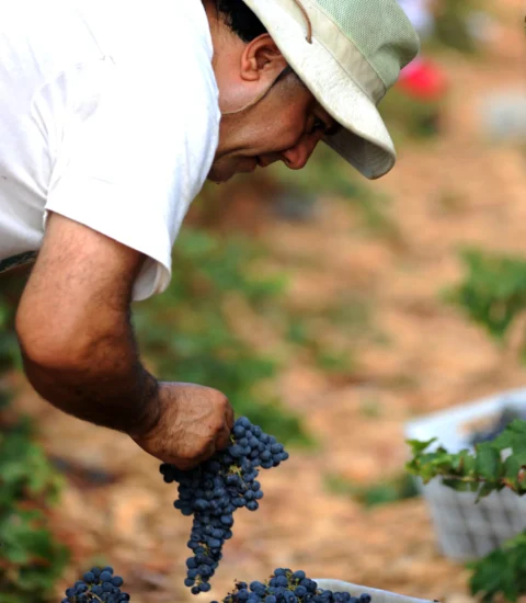 Batroun Mountains Winery, Grapes Field