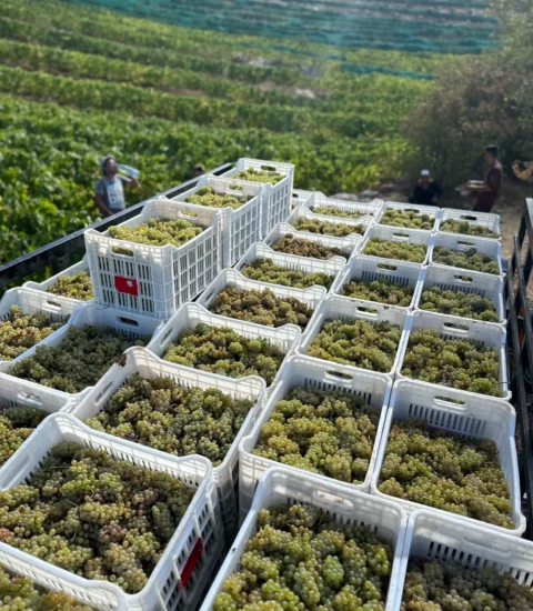 Batroun Mountains Winery, Grapes Field