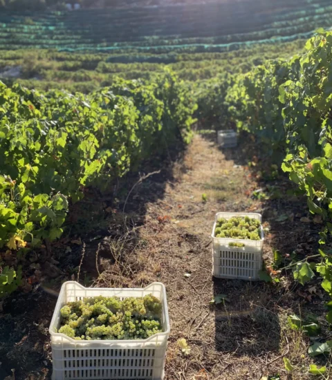 Batroun Mountains Winery, Grapes Field
