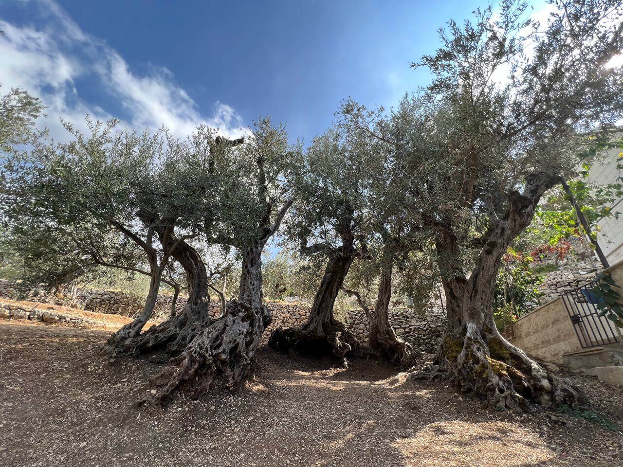 Millennium Olive Trees Tour