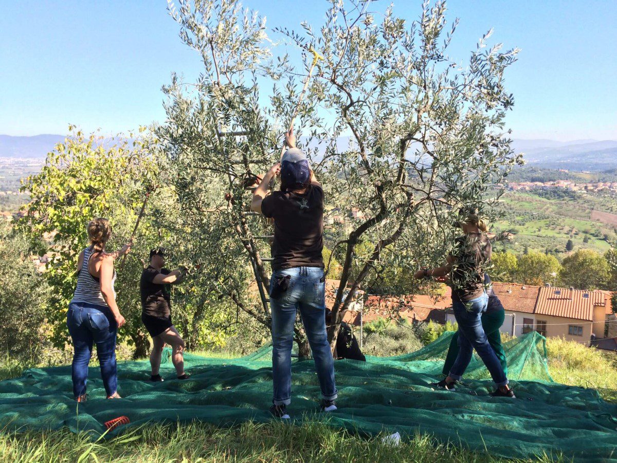 Olive Harvesting Experience