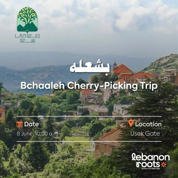 Bchaaleh Cherry Picking Trip Bchaaleh Batroun Lebanon