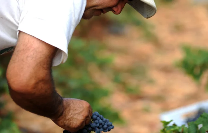 Batroun Mountains Winery, Grapes Field