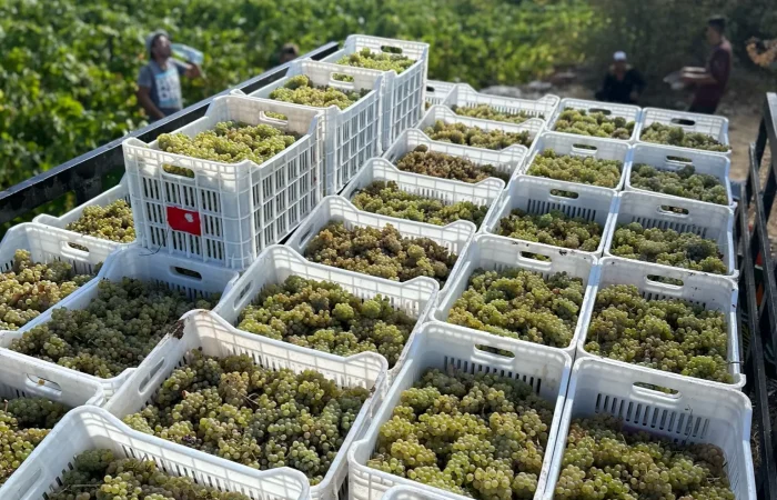 Batroun Mountains Winery, Grapes Field