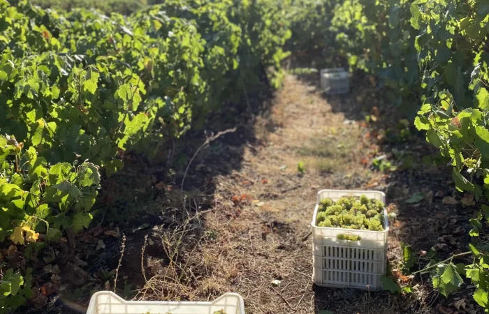 Batroun Mountains Winery, Grapes Field