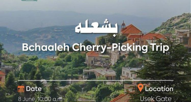 Bchaaleh Cherry Picking Trip Bchaaleh Batroun Lebanon