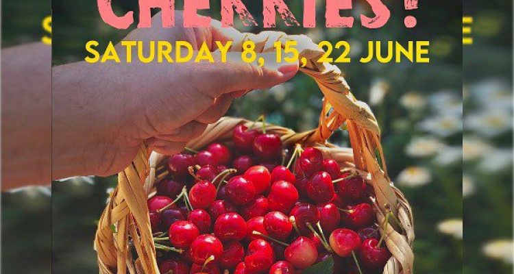 June Cherry Harvest Events Batroun Lebanon