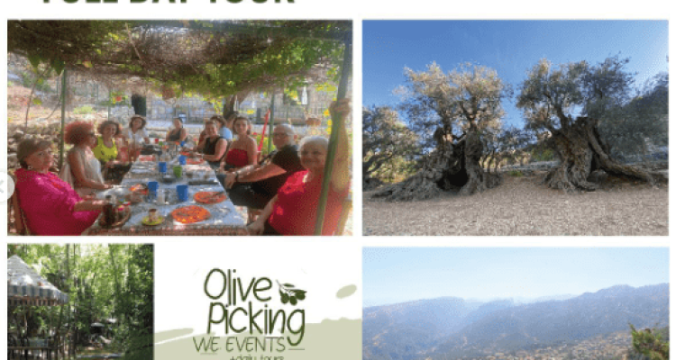 Olive Picking Week End