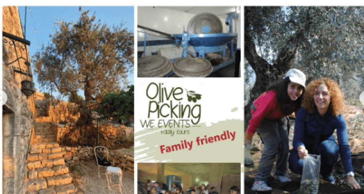 Olive Picking Week End