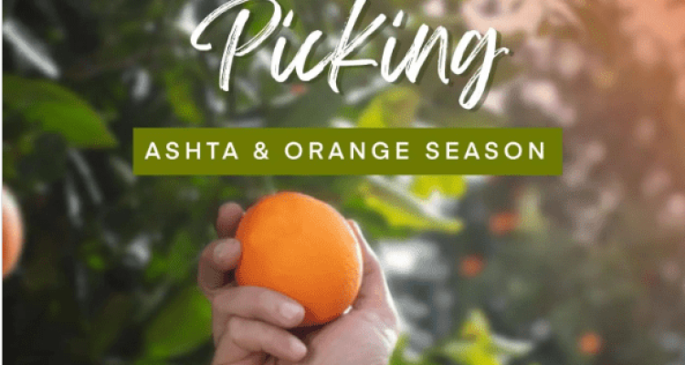Ashta and Oranges Picking up AT Mayouli Garden