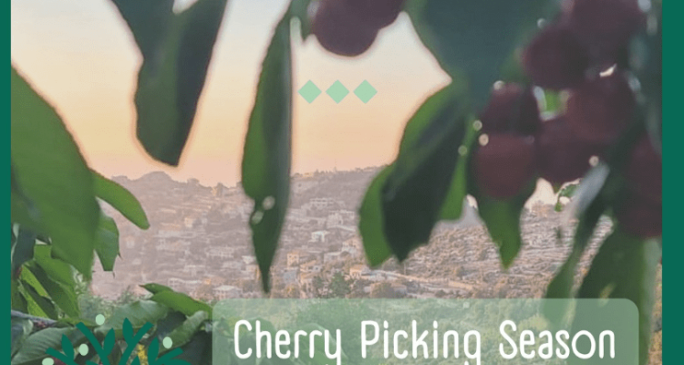 Cherry Picking Experience at Bchaaleh